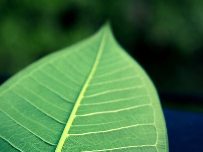 手持葉面積儀可直接測(cè)量葉片長(zhǎng)度、寬度和面積