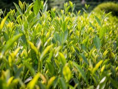 茶葉重金屬銅檢測儀助力茶葉優質生產