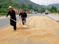 小麥?zhǔn)裁磿r(shí)間儲(chǔ)存*合適？糧食水分測(cè)量儀來解答
