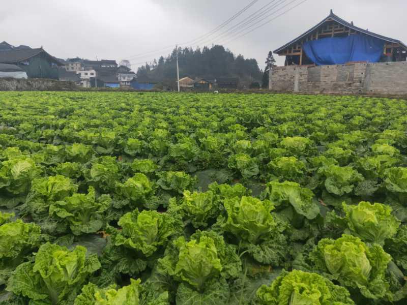 便攜式植物營養測定儀，對農業種植有什么幫助
